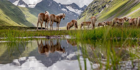 A group of horses grazes in a picturesque mountain landscape. In the foreground, the scene is reflected in the calm water of a pond. - Dem Gletscher ganz nah - Die Kraft der Hochgebirgsnatur erleben