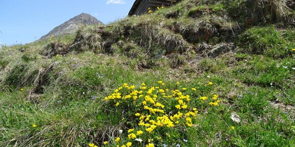 A green meadow with colorful yellow flowers and a rustic wooden house in the background. The landscape is framed by gentle hills and a blue sky with a few clouds. -  Arnika, Ötzi & Co – entdeckt die Natur rund um Vent
