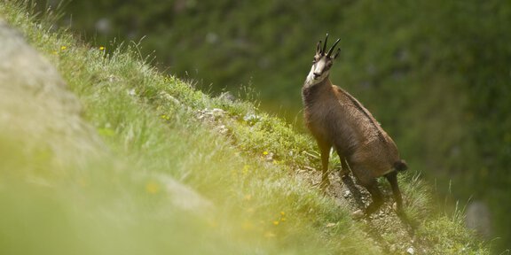 Tiere beobachten - Venter Hörnle - der Gams entgegen