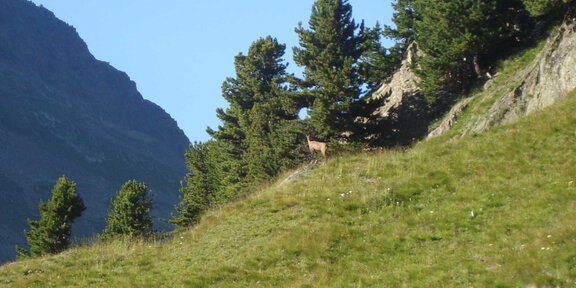 Tierwelt Gämse am Mutsbühl - Aussichtspunkt Mutsbühl - Vent