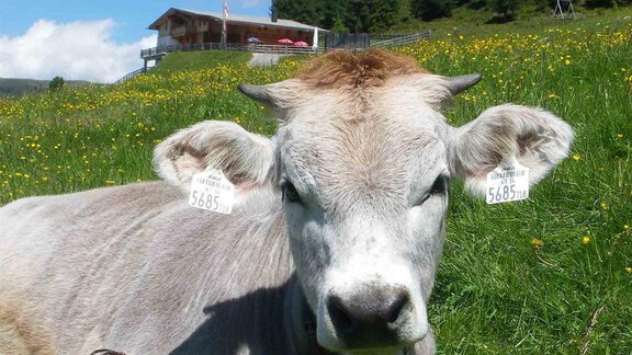 Cow