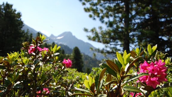 Alpine rose bloom Hochoetz - Ötztal Tourismus Büro Oetz