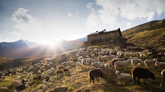 Schafübertrieb Martin Busch Hütte - Bianca Klotz