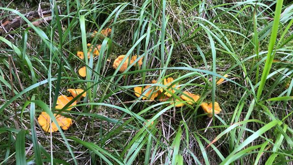 Blumen - Unterlehnerhof - Gries