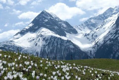 05_640x480  Frühling mit Zeitlosen und Halkogel - Alpenpension Höfler - Huben