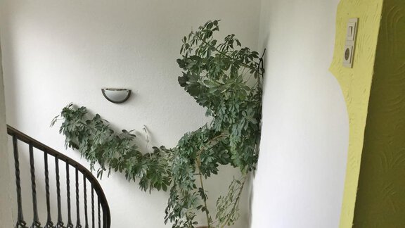 Eine Treppe mit einer grünen Pflanze in einem Topf, die an der Wand entlang wächst. Der Raum ist hell und freundlich gestaltet. - Haus Max - Huben