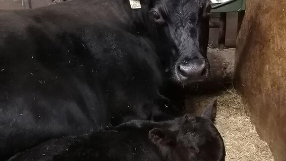 Angus mit Kalb - Haus Stefan - Huben