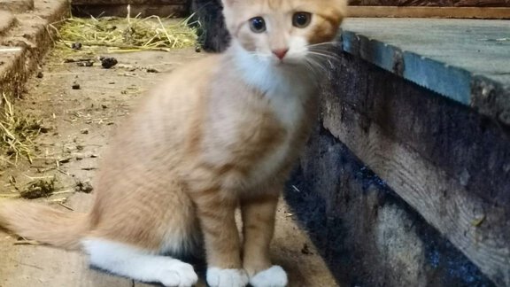 Katzen - Haus Stefan - Huben