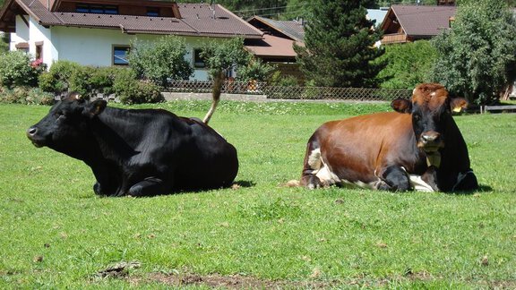 Natur pur - Apart Stipplerhof - Längenfeld