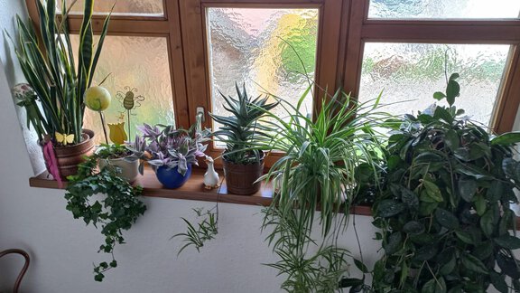 Hausgang mit Blumen - Appt. Plattner Leni - Längenfeld