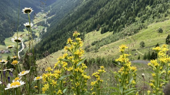 Ötztal with Fauna und Flora - Ferienapart Bergstille - Längenfeld