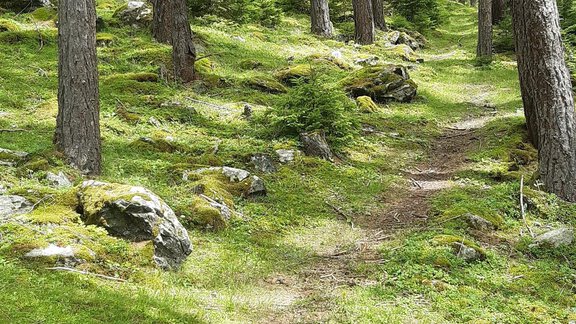 Waldspaziergang - Ferienhaus Bergblick - Längenfeld
