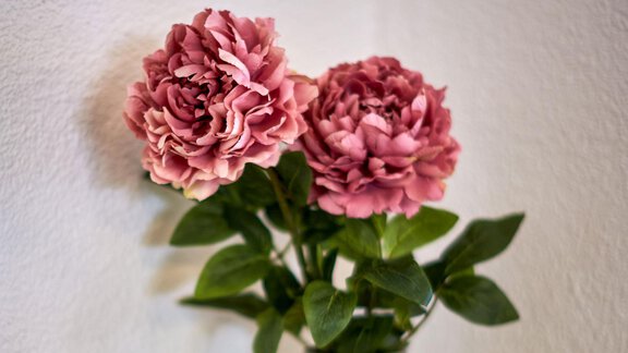 Zwei hübsche, rosa Blumen in einem Topf, umgeben von grünen Blättern. Der Hintergrund ist eine schlichte weiße Wand. - Ferienhaus Schrankogelblick - Längenfeld