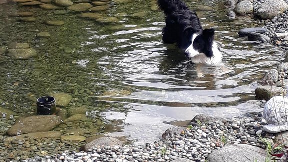 Hund Rocky - Hauseggerhof - Längenfeld