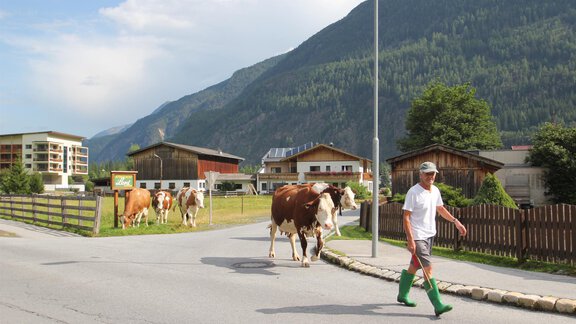 hauseigene Kühe auf dem Weg zur Weide - Landhaus Zell - Längenfeld | © Landhaus Zell