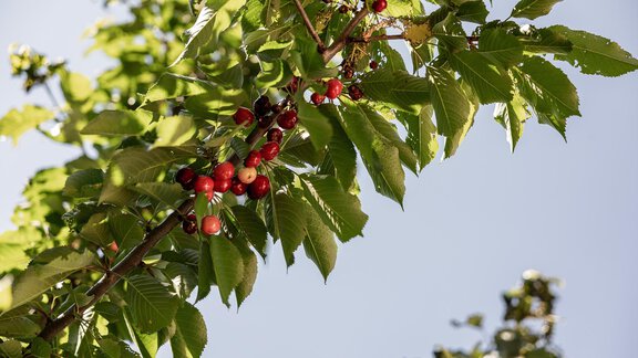 A branch with ripe red berries and green leaves. The sky is clear and blue. - MYALPS Himmelreich - Längenfeld