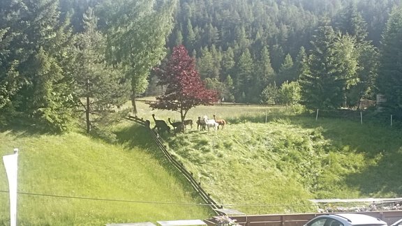 A green meadow with trees and a red tree crown. In the background, some animals can be seen, surrounded by forest. - Appartement Lea - Niederthai