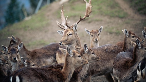 Wild Jannis - Bichlhof - Niederthai