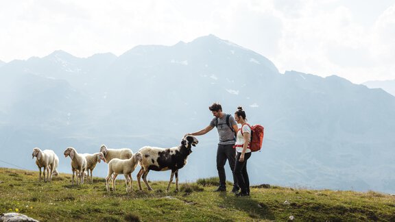 A couple is standing on a green meadow in the mountains and petting sheep. The landscape is forested and the weather is clear. - Chalet Cecilia by MYALPS - Obergurgl 