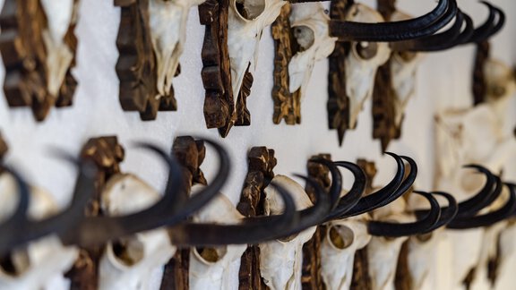 Eine Wand mit mehreren Tierköpfen und Geweihen. Die Schädel sind sorgfältig angeordnet und verleihen dem Raum eine rustikale Atmosphäre. - Gasthof Waldesruh - Ochsengarten