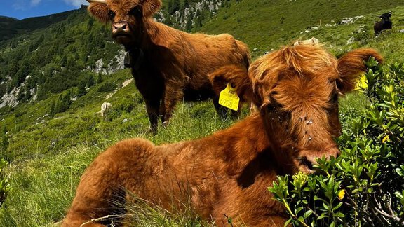 Tiere - Acherberg Alm - Oetz