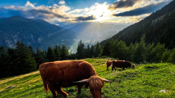 A peaceful landscape with grazing Highland cattle. In the background, majestic mountains and a beautiful sky with sun rays can be seen. - Acherberg Alm - Oetz