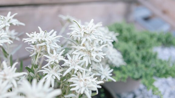 Edelweiss - Alp Apart Tirol - Oetz