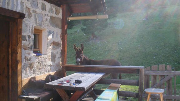 Besuch - Alte Kühtaile Alm - Oetz