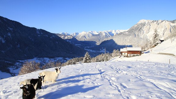 Bergbauernhof Burkert - Oetz