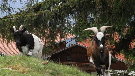 Bergbauernhof Burkert - Oetz