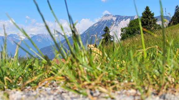 DJI_0457 - Bergbauernhof Burkert - Oetz
