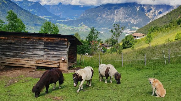Bergbauernhof Burkert - Oetz
