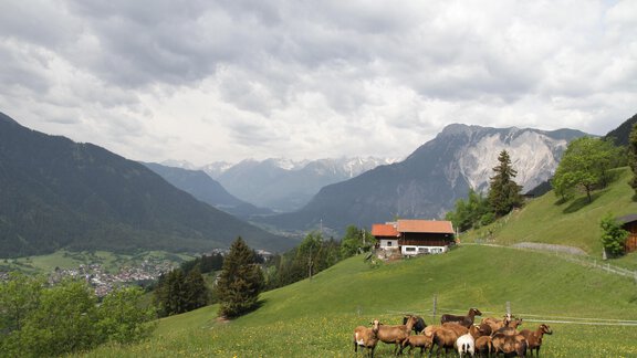 Kamerunschafe auf unser Weide - Bergbauernhof Burkert - Oetz