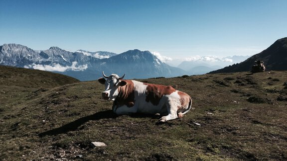 IMG_Kuh - glückseligs Ferienwohnungen - Oetz