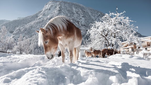 Ein Pferd steht im Schnee vor einer beeindruckenden Berglandschaft. Die Umgebung ist winterlich mit verschneiten Bäumen und einem klaren blauen Himmel. - MYALPS Mühlhof - Oetz