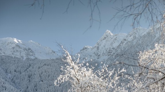 A snow-covered mountain landscape under a clear sky. The trees are covered with sparkling snow. - MYALPS Pure - Oetz