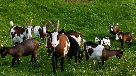 Unsere Ziegen - Wieserhof - Oetz
