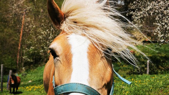 Unser Haflinger "Bella" - Wieserhof - Oetz