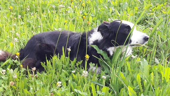Unser Bordercollie Cindy - Appartement Harmony - Sautens