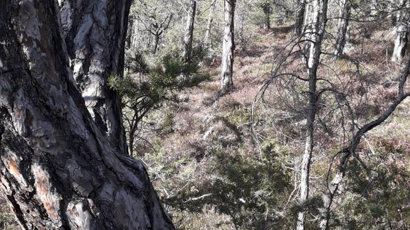 Natur hinter dem  Haus - Ferienhaus Sennerhäusl - Sautens
