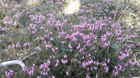erika - Ferienhaus Sennerhäusl - Sautens