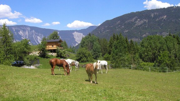P5280001 - Ferienwohnungen und Chalets Pienz-Bobnar - Sautens