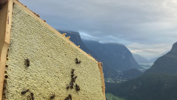 A beehive with honeycombs and many bees, surrounded by a beautiful mountainous landscape. The sky is cloudy and nature is green. - Anraitl Appartements Sölden - Sölden