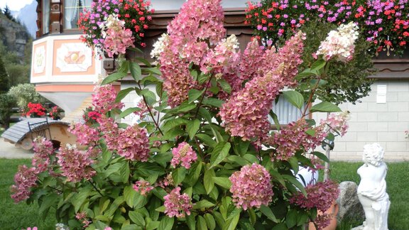A flowering shrub with pink and white blossoms stands in the foreground. In the background, a building with decorative flower boxes and a statue can be seen. - Apart Wiesengrund - Sölden
