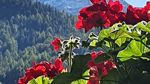 A beautiful mountain with a snow-capped peak in the background. In the foreground, red geraniums are blooming. - Appartement  Fabio - Sölden