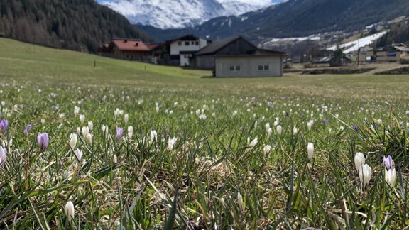 A meadow with colorful crocuses and green grass. In the background, you can see mountains and some houses under a clear sky. - Appt. Ideal - Sölden