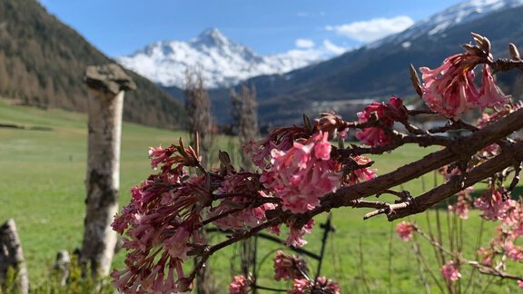 A beautiful spring landscape with blooming branches in the foreground. In the background, snow-capped mountains and a clear blue sky can be seen. - Appt. Ideal - Sölden