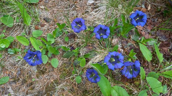 A group of blue gentian flowers grows on the ground among green leaves. The background consists of dry grass and soil. - Appt. Ideal - Sölden