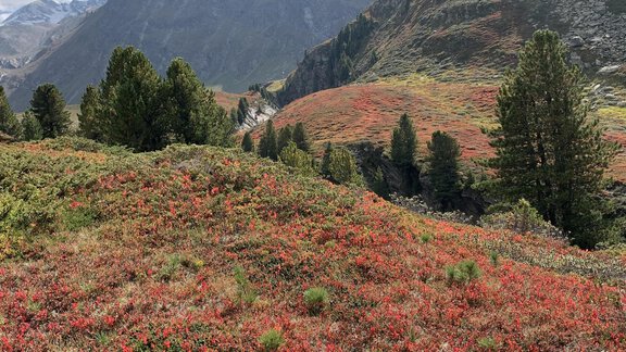 Goldener Herbst - Appt. Ideal - Sölden