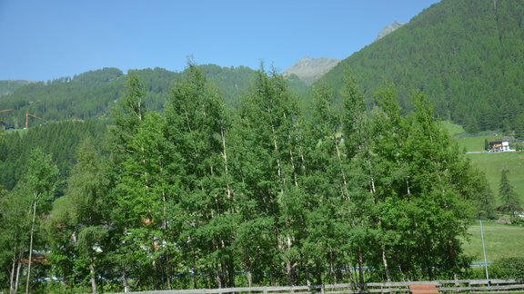 A group of tall trees in a green landscape. In the background, gentle hills and a blue sky can be seen. - Garni Columbia - Sölden